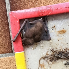 Chiroptera