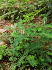 Phyllanthus