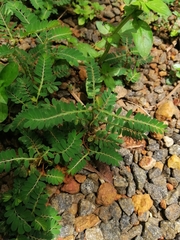 Phyllanthus