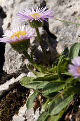 Erigeron glabratus