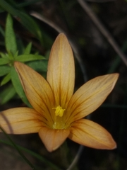 Romulea setifolia