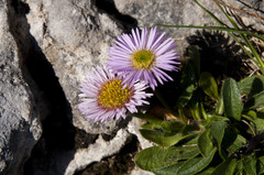 Erigeron glabratus