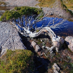 Leptospermum nitidum