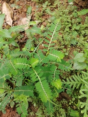 Phyllanthus
