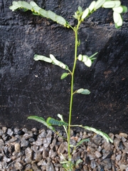 Phyllanthus