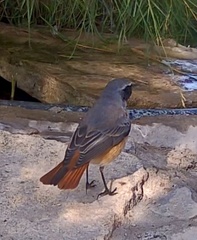 Phoenicurus phoenicurus phoenicurus