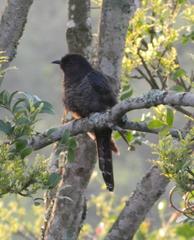 Cuculus clamosus clamosus