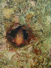 Caesioperca lepidoptera