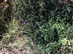 Verbena africana