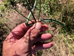 Verbena africana
