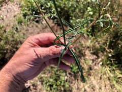 Verbena africana