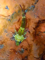 Bovichtus angustifrons
