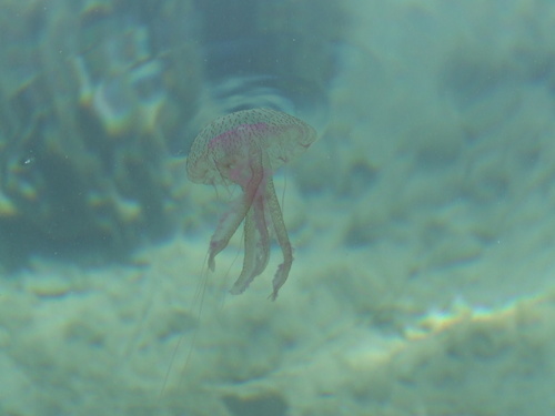 Morska mjesečina (Pelagia noctiluca)