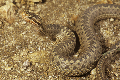 Vipera eriwanensis