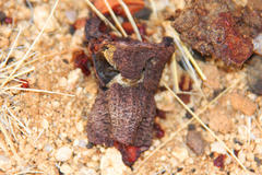 Hydnora africana