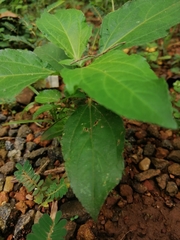 Synedrella nodiflora