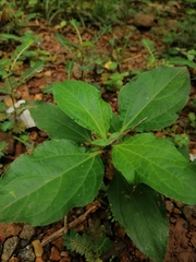 Synedrella nodiflora