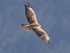 Buteo buteo vulpinus