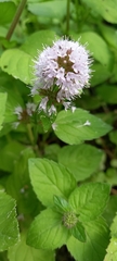 Mentha aquatica