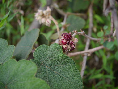Indian Raspberry (Rubus indicus)