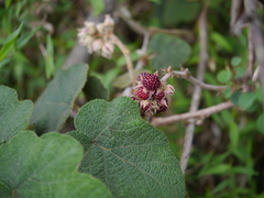 Rubus indicus