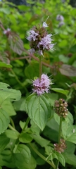 Mentha aquatica