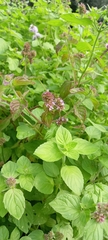 Mentha aquatica