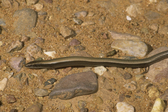 Chalcides mauritanicus