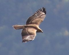 Buteo buteo vulpinus