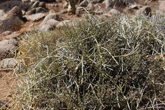 Cynanchum viminale viminale