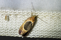Hoplomorpha abalienella