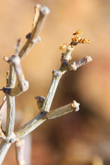 Cynanchum viminale viminale