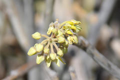 Cynanchum viminale viminale