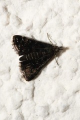 Heliothela wulfeniana