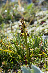 Chamorchis alpina