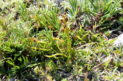 Chamorchis alpina