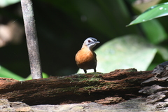 Pellorneum capistratum