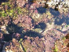 Stomopneustes variolaris