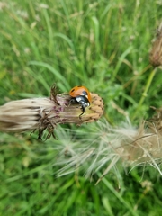 Coccinella septempunctata