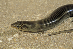 Chalcides parallelus