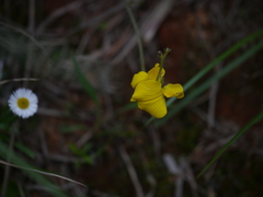 Crotalaria fysonii