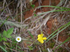 Crotalaria fysonii