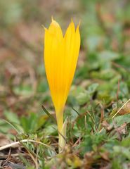 Crocus scharojanii
