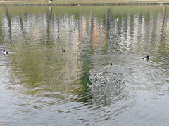 Aythya fuligula