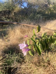 Cryptostegia grandiflora image