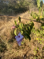 Cryptostegia grandiflora image