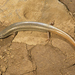 Lanza's Skink - Photo (c) Roberto Sindaco, some rights reserved (CC BY-NC-SA), uploaded by Roberto Sindaco