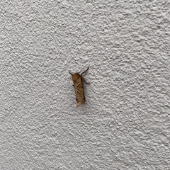 Triodia sylvina