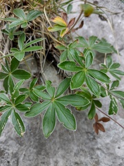 Potentilla alchimilloides