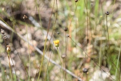 Thelesperma longipes